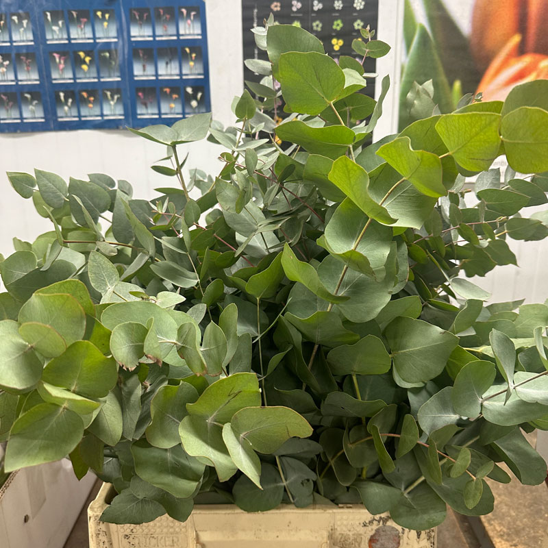 Eucalyptus Cinerea