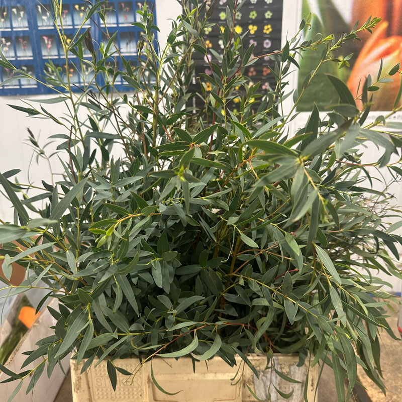 Eucalyptus Parvi