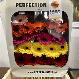 Mixed Mini Gerbera