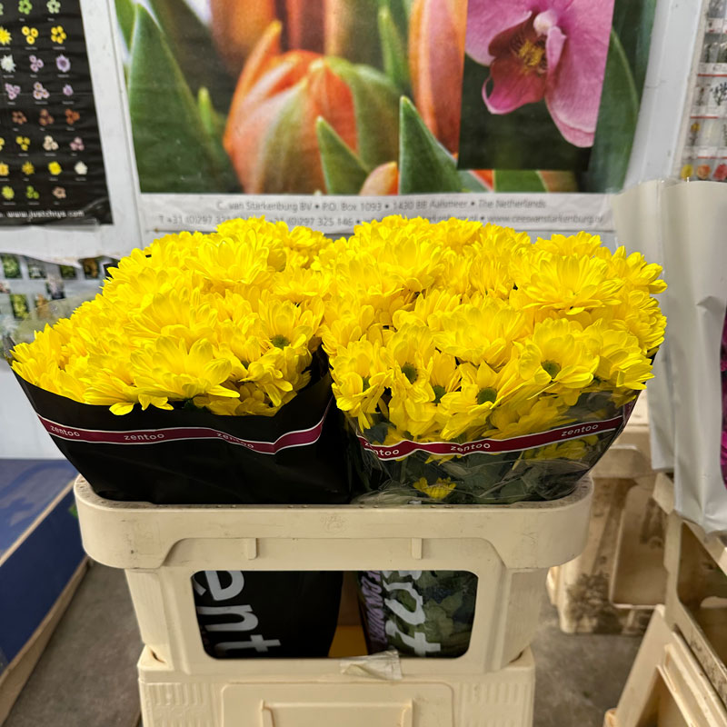 Yellow Single
