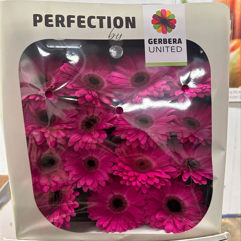 Cerise Gerbera