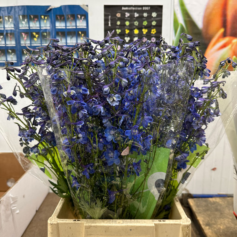 Blue Delphinium