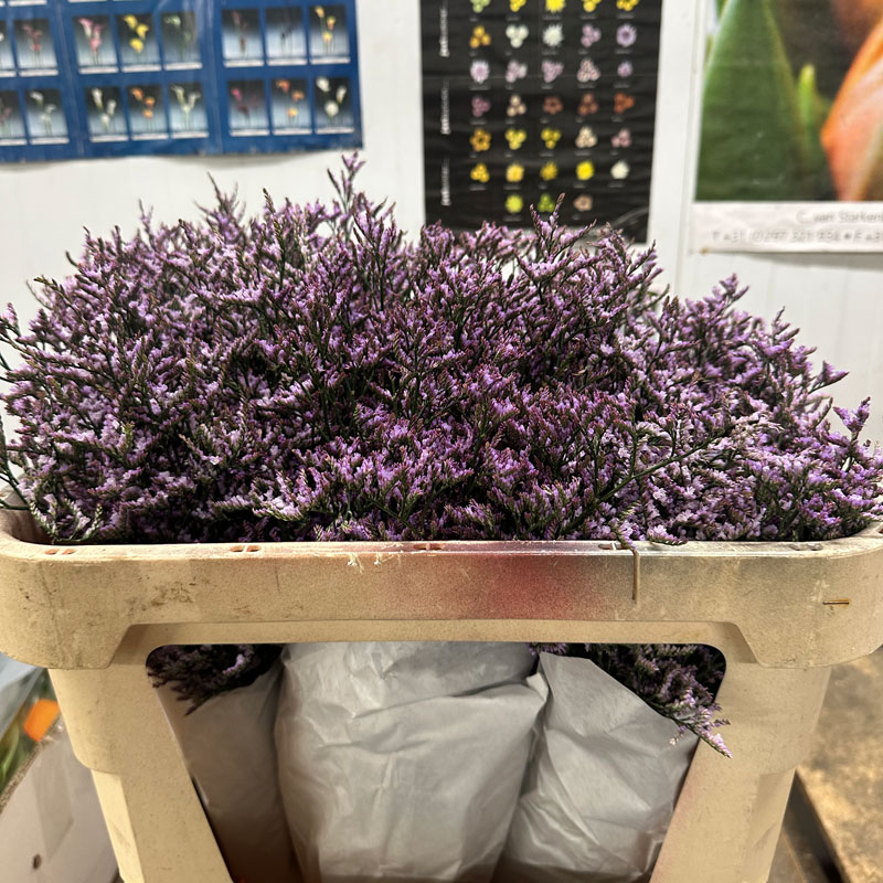 Purple Limonium