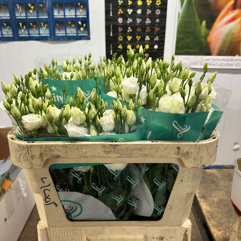 White Lisianthus