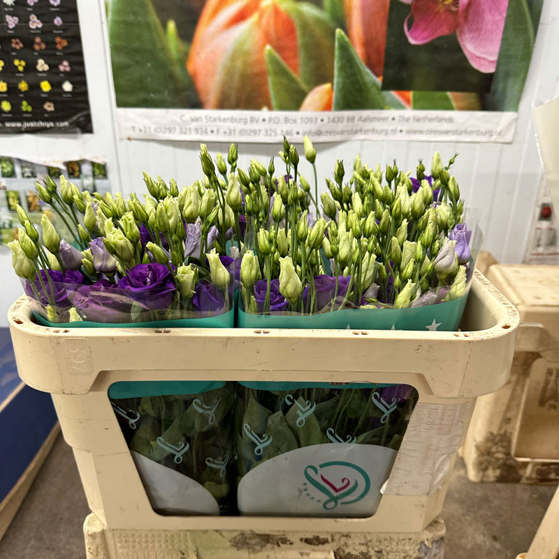 Purple Lisianthus