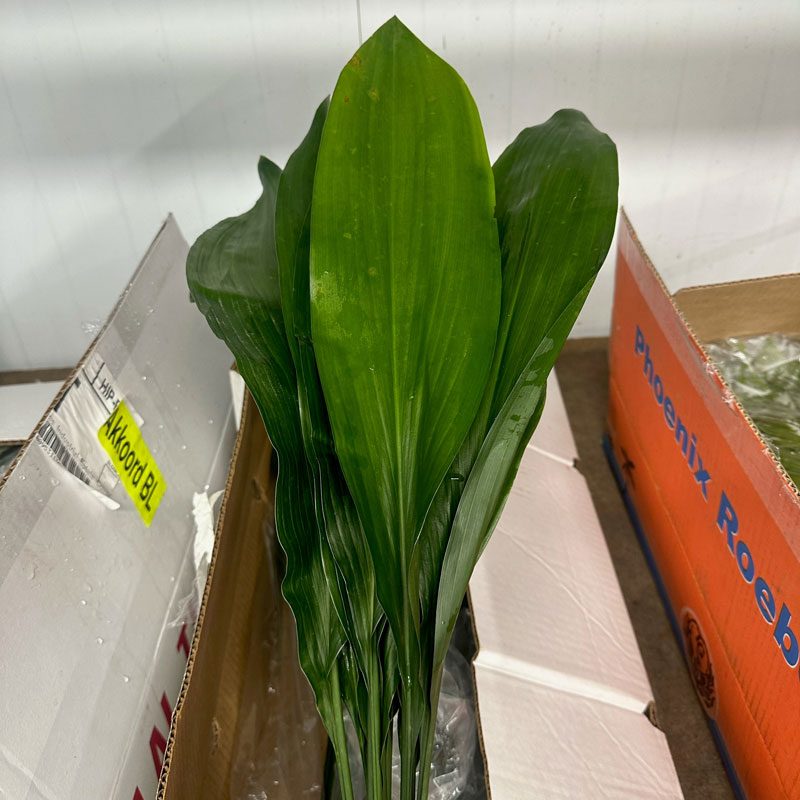 Aspidistra Leaves